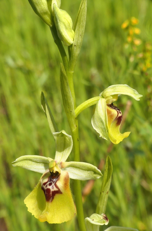 Ophrys lacaitae tra introgressioni e forme ibride  Molise 2023.